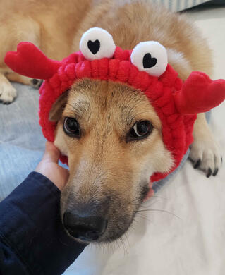Nico in a crab headband