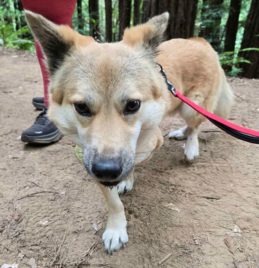 Nico on a Hike